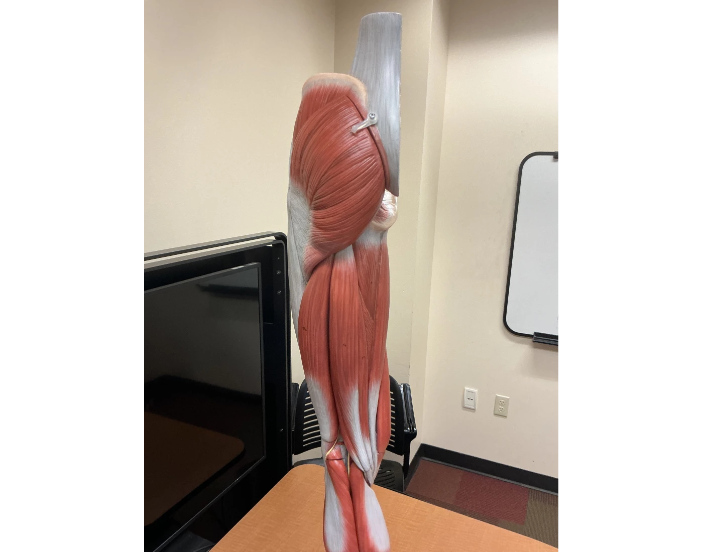 Leg Quiz