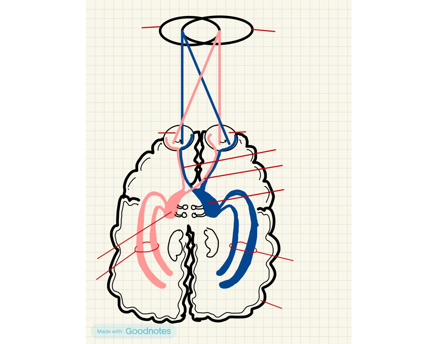 LEft & Right Visual Fields Labeling Quiz