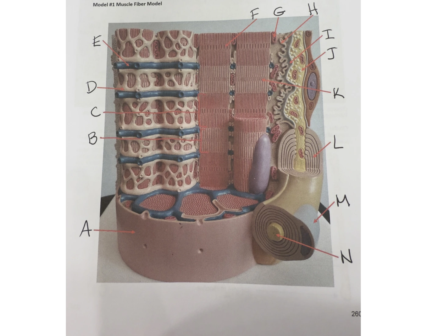 Muscle Fiber Model Fillable Label Worksheet.pdf Model #1 Muscle Fiber Model — Printable Worksheet