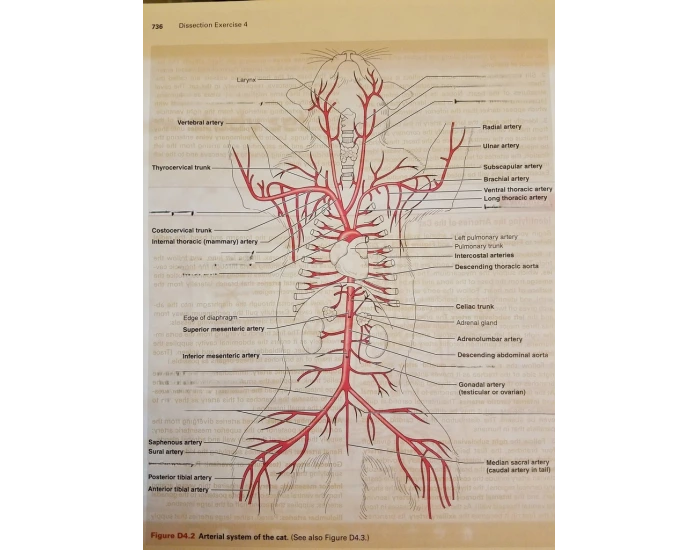 Dissection of the arteries of a cat — Printable Worksheet