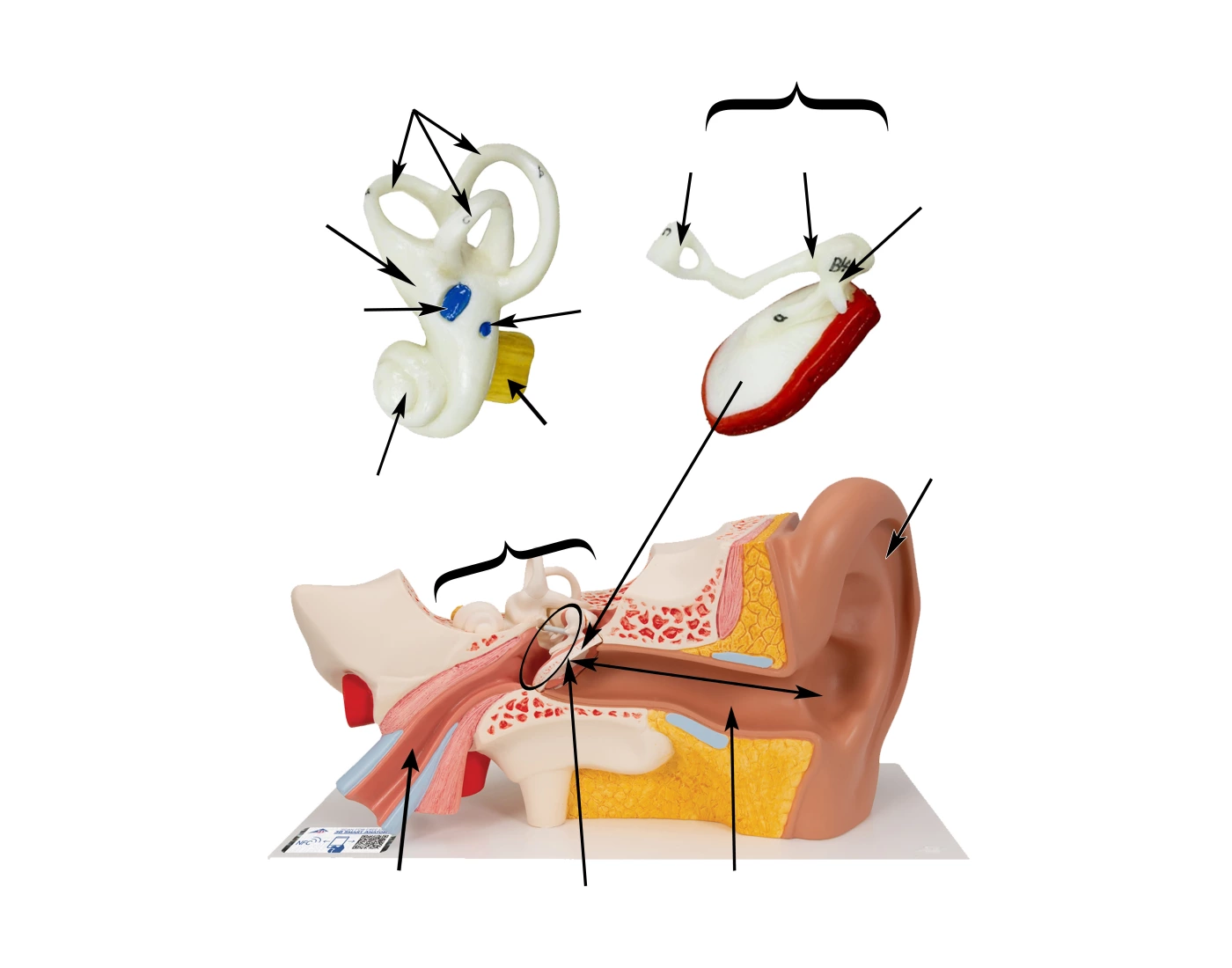 Ear Model Labeling Quiz