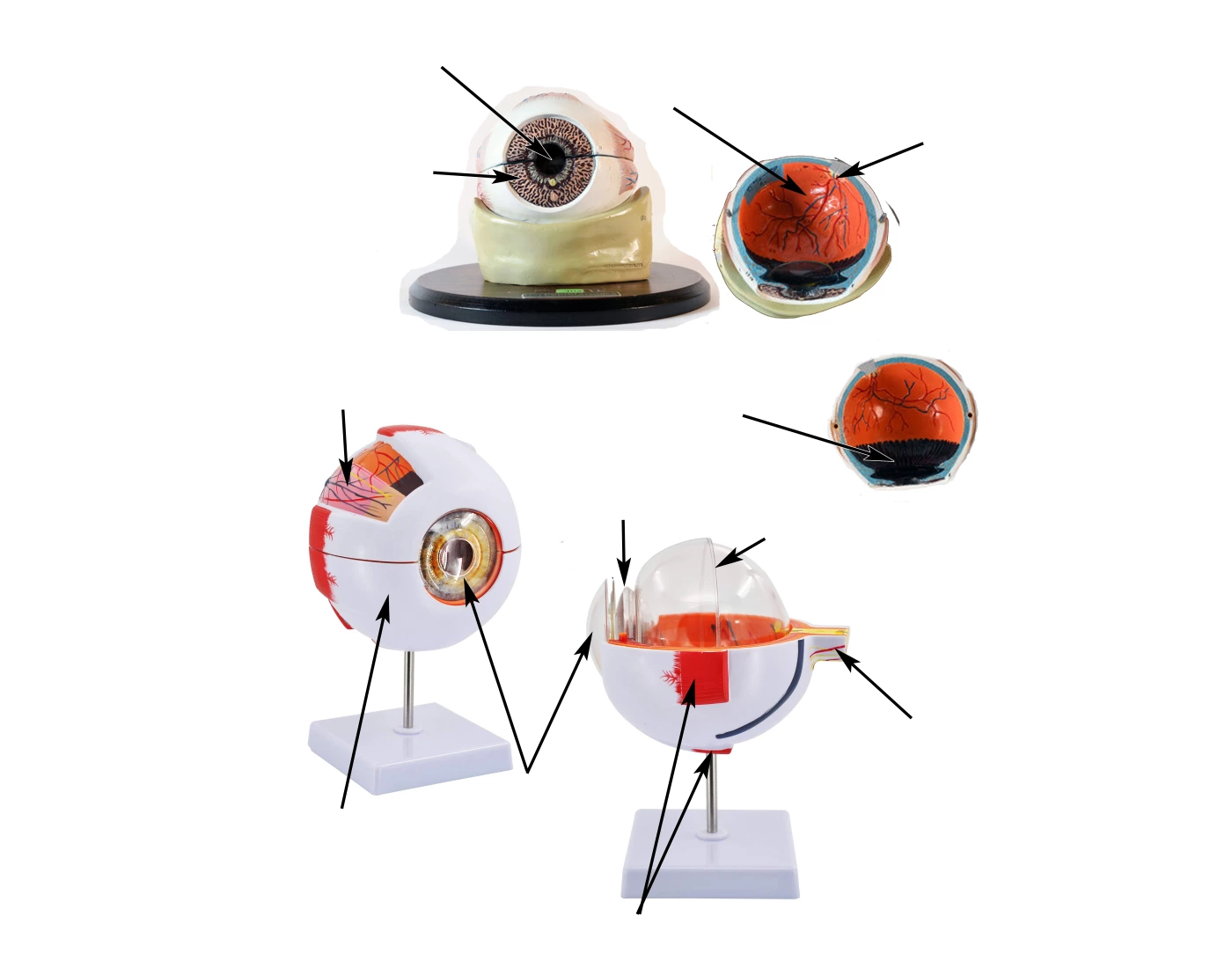 Eye Model Labeling Quiz