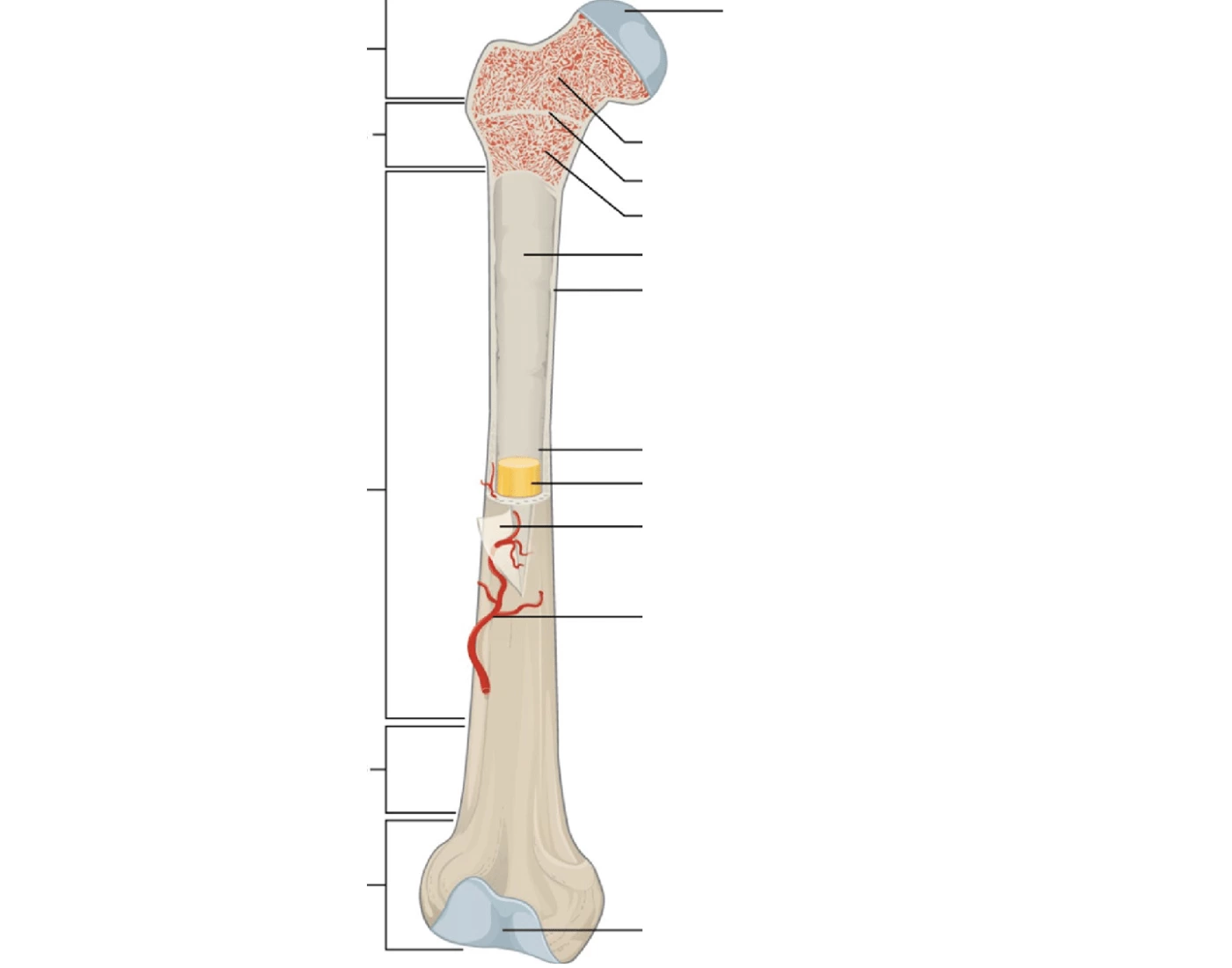 Gam Problem Bone Long Bone Diagram game