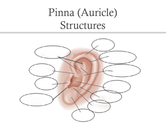 Positioning Pinna Structures of the Pinna — Printable Worksheet