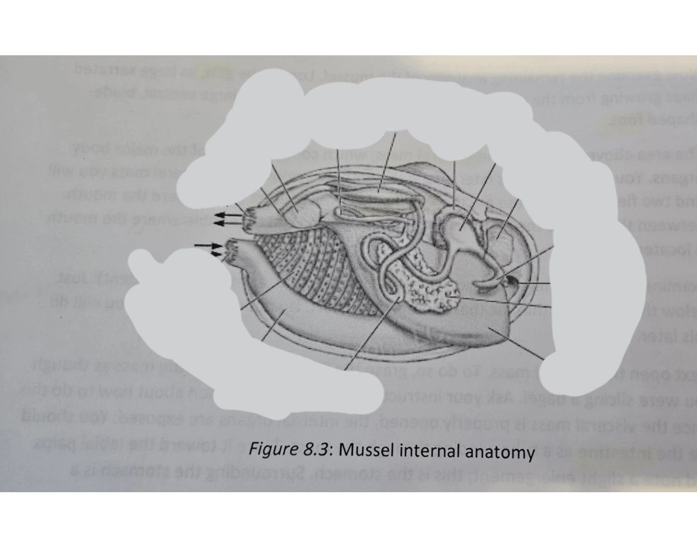 Object Dissection Drawing Mussel Dissection Anatomy Drawing Quiz