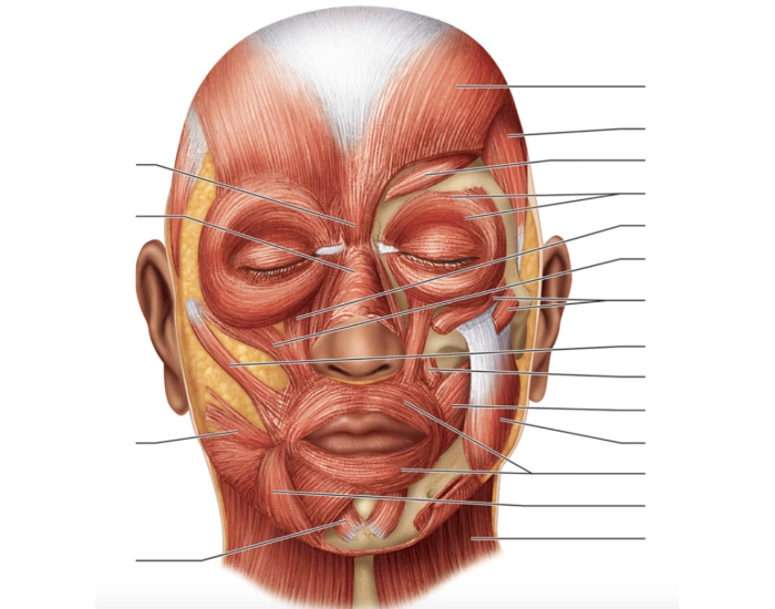 Bibble Mucles Face mucles Quiz