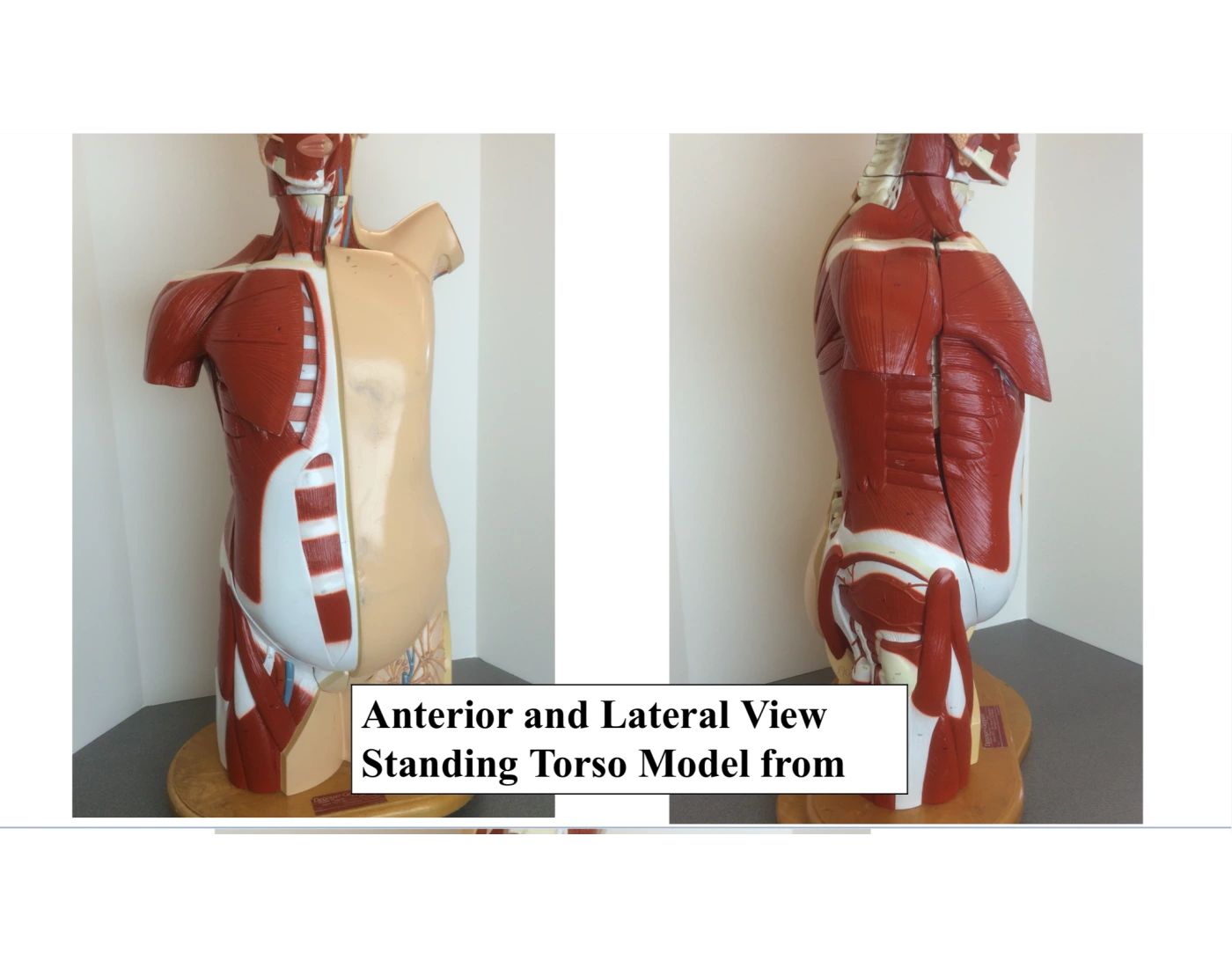 Standing torso model labeling Quiz