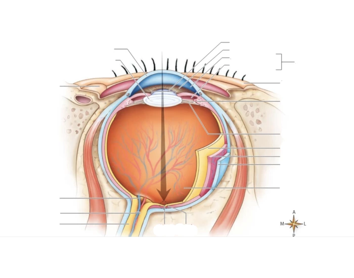 Wars Inner Eye layers of the inner eye Quiz