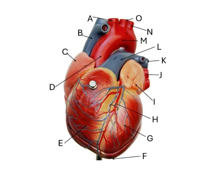 Heart labeling lab Quiz