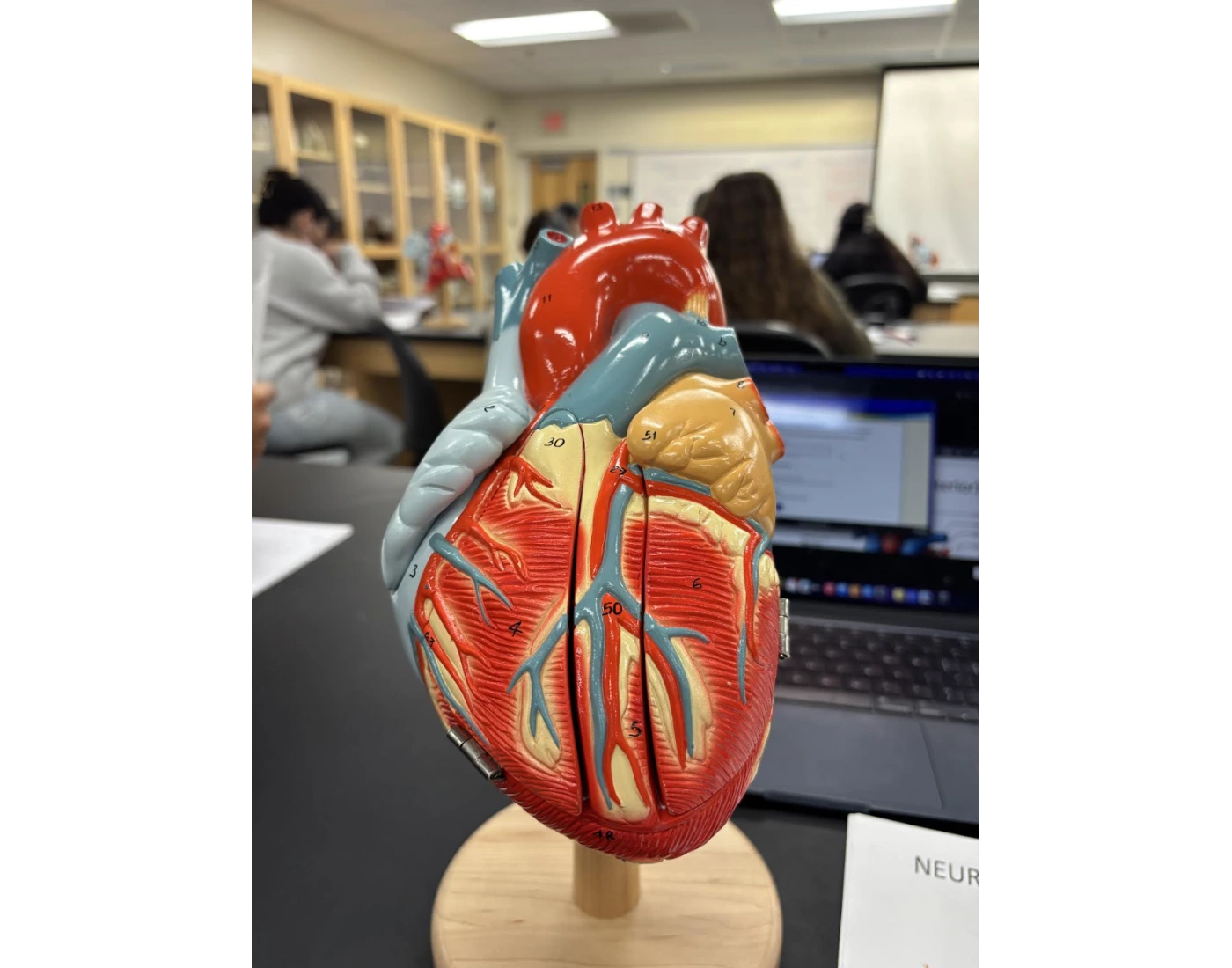 Heart (External) Labeling PT.2 (LAB 10) Quiz