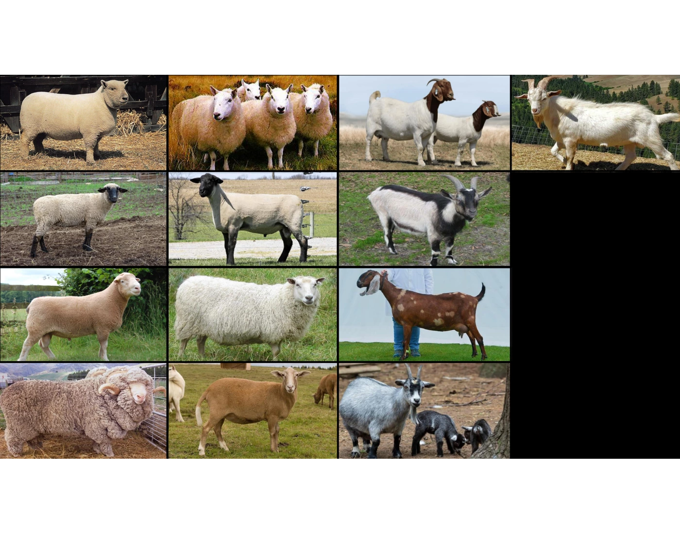 Trivia In Ruminants Small Ruminant Breeds Quiz