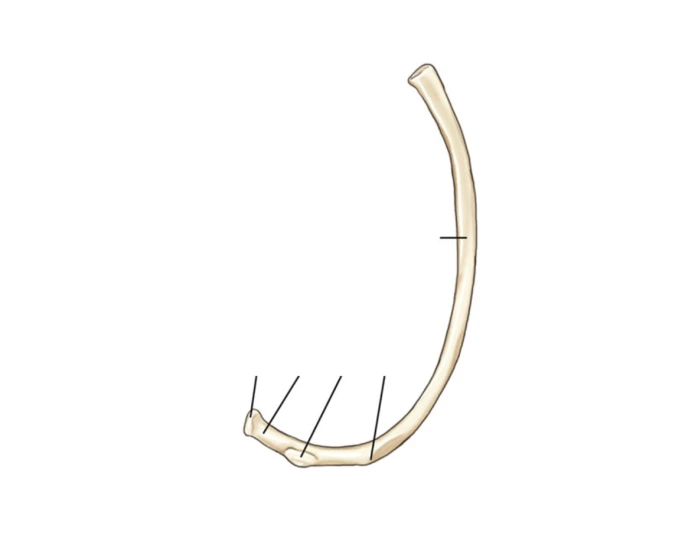 U Shape Rib Anatomy Labeling: Rib Quiz