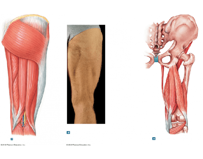Leg Muscles Moving Muscles that move the Leg III Quiz
