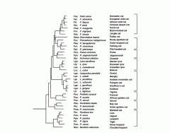 Felidae (Cats): Evolutionary Lineages