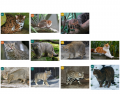 Felidae (Cats) - Lineage 7-8