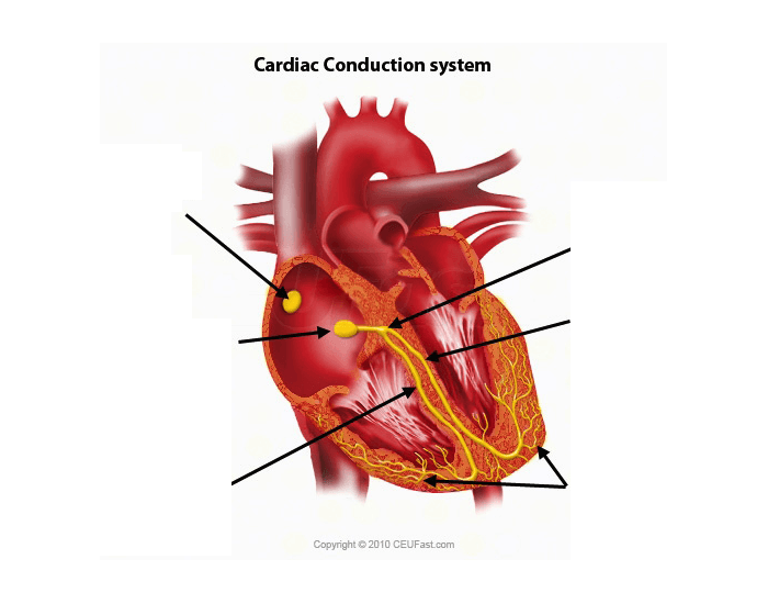 Cardiac Conduction System Quiz