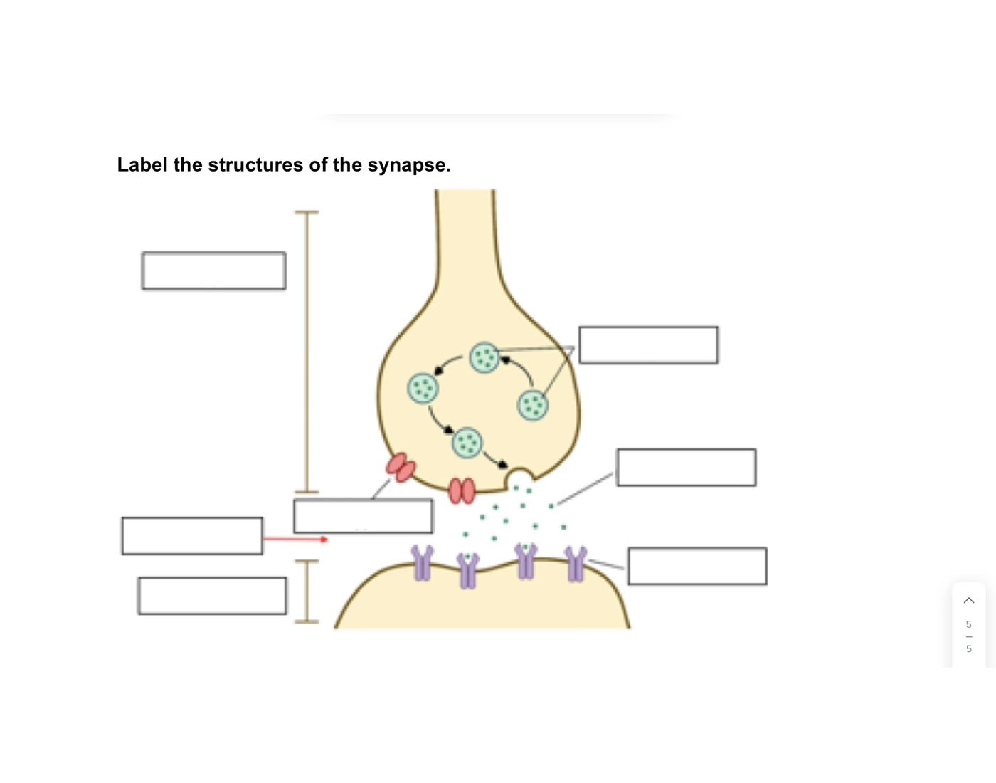 Synapse steps — Printable Worksheet