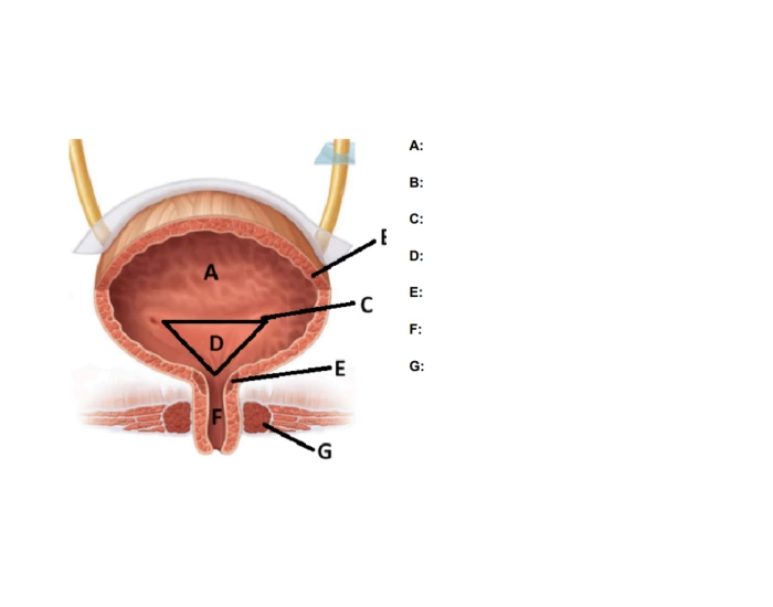 Bladder Game structure of the bladder Quiz