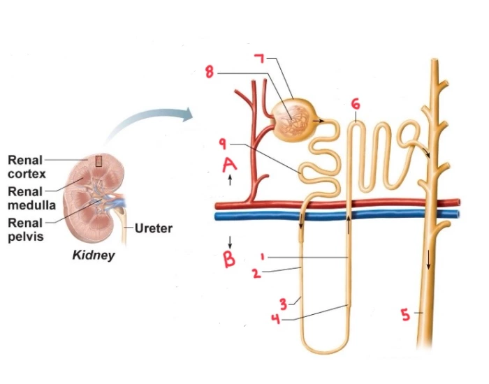 Nephron ducts For Quizlet nephron-ducts-for-quizlet