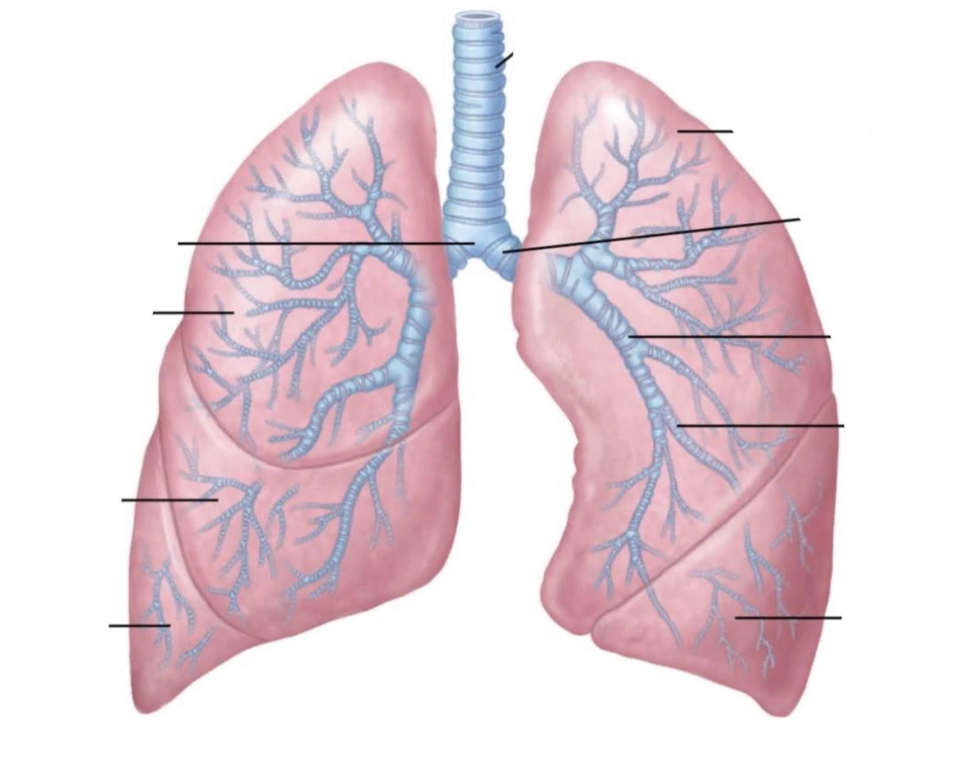 Lung Structure Labeling Printable Worksheet