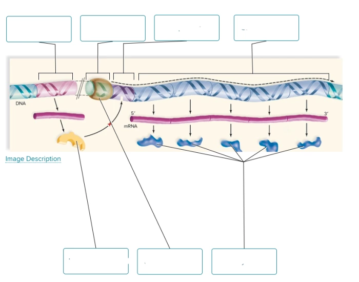 TRP Operon Quiz