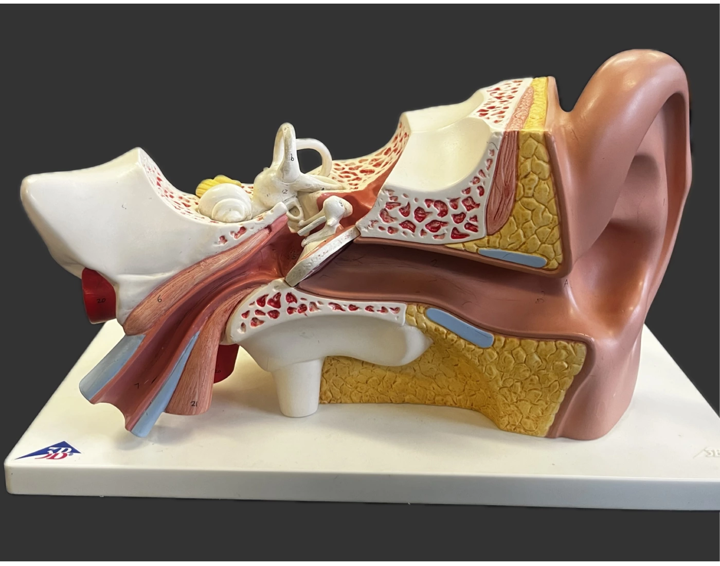 Ear Classification Ear structure (class display) Quiz