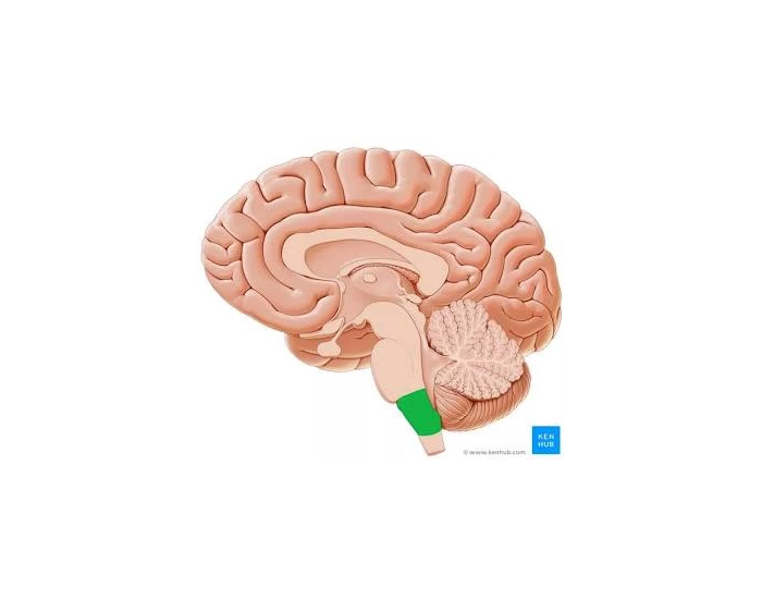 Dienc Midsaggital brain (lobes, dienc., stem) Quiz