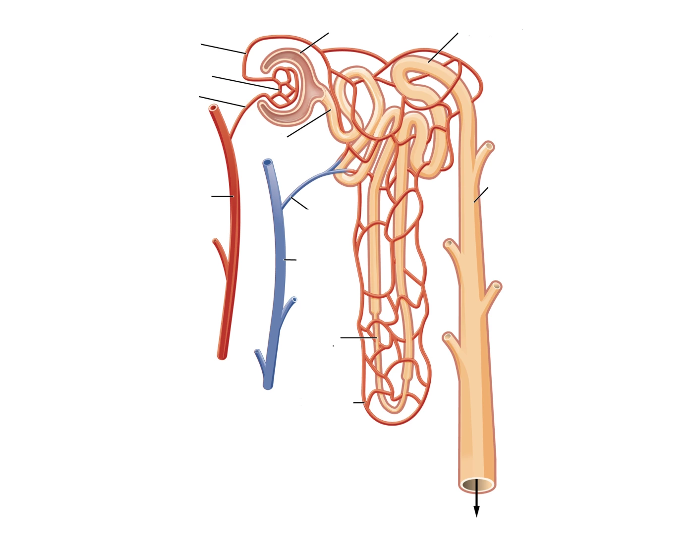 Complete Collecting System Collecting system of kidney Quiz