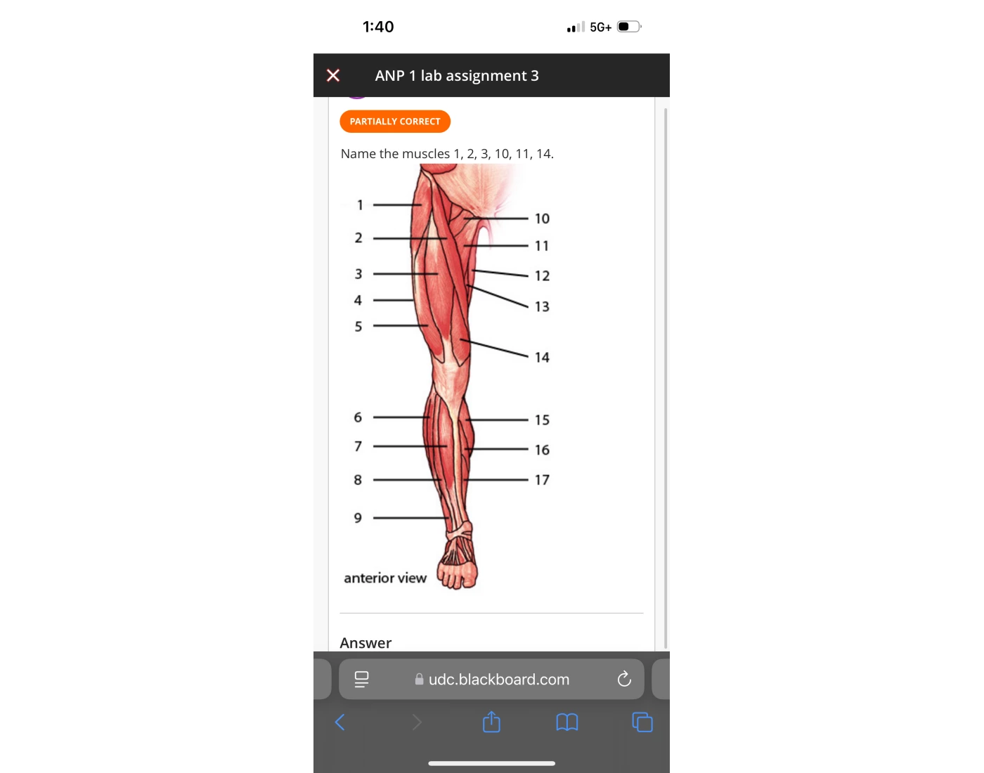 Legs Muscles Printable Worksheet