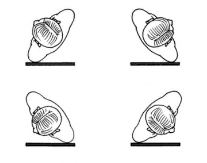 Patient Position Obliques (RPO, RAO, LAO, LPO) — Printable Worksheet