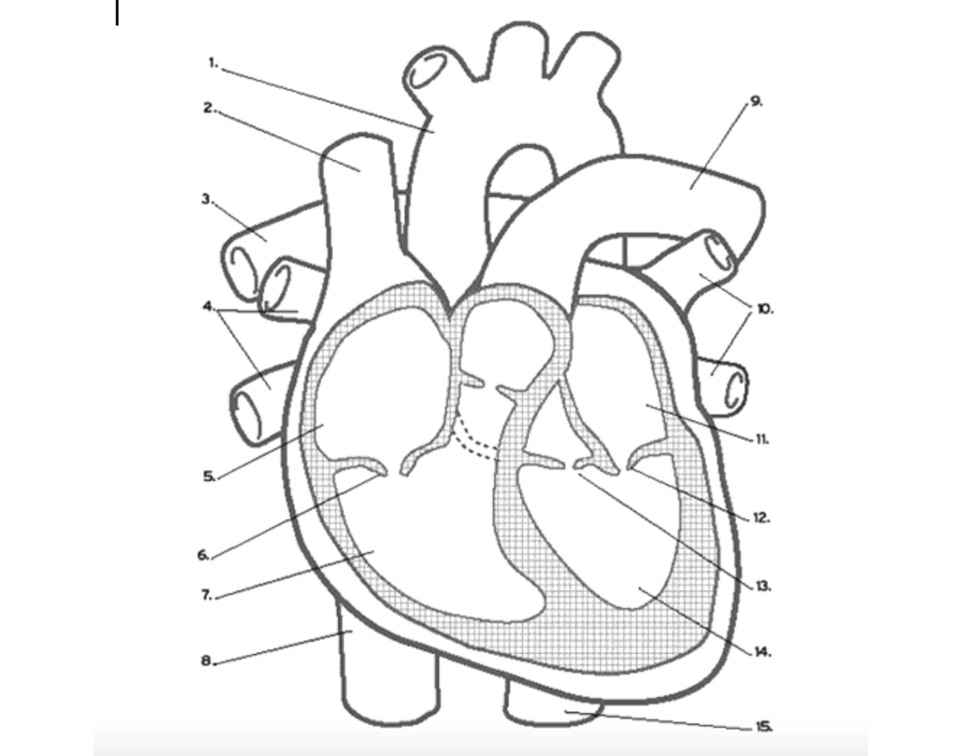 Labed Hart Heart Anatomy Diagram LABELING Quiz