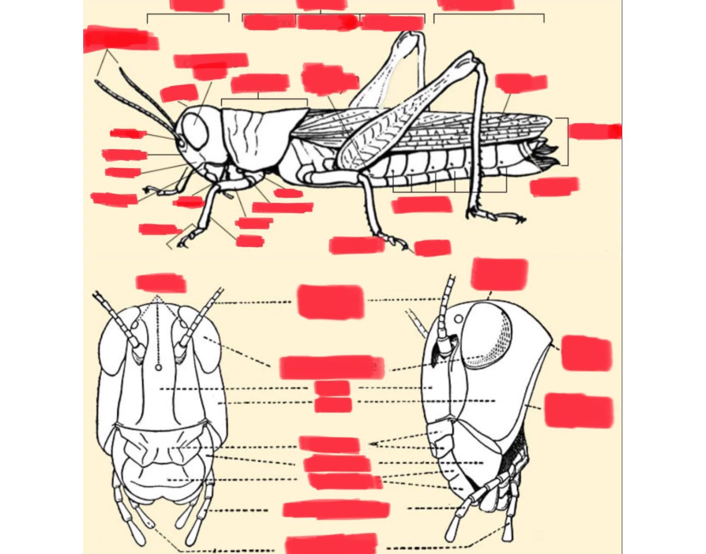 Grasshopper diagram anatomy Quiz
