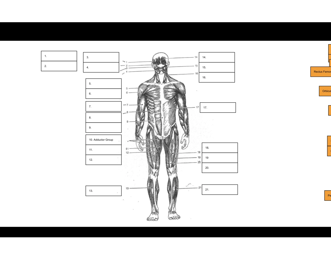 Muscular System Labeling - Anterior Quiz