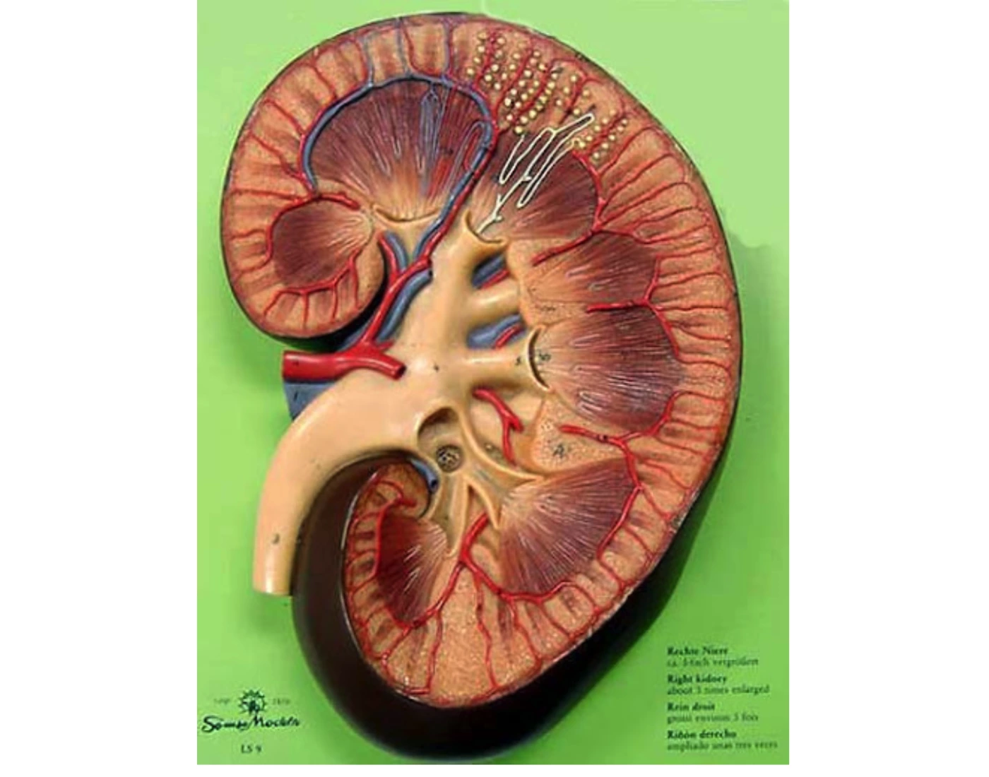 Macroscopic Kidney Model Printable Worksheet macroscopic-kidney-model-printable-worksheet