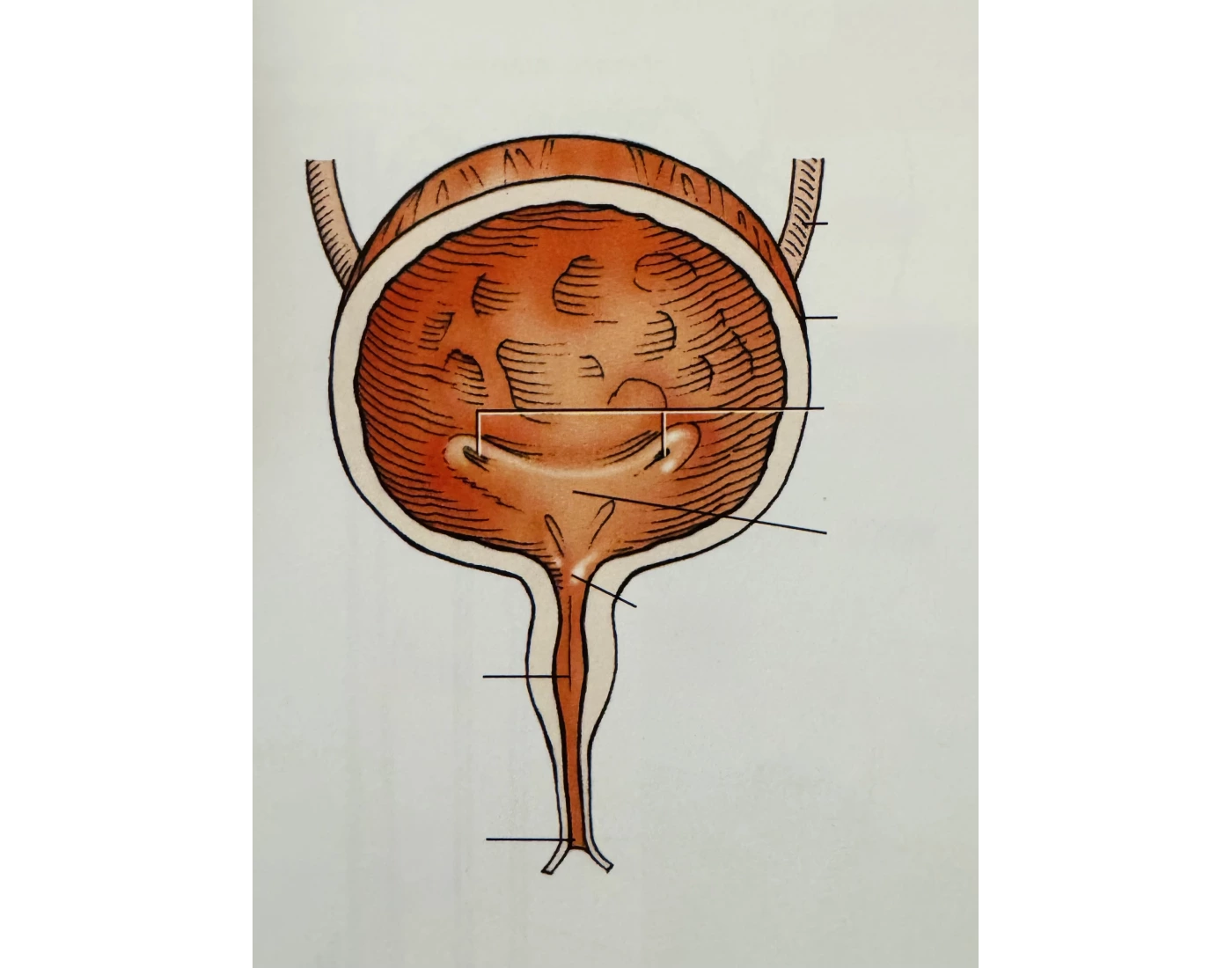 Bladder Game Bladder Quiz