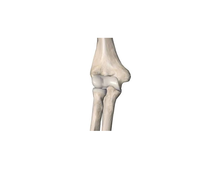 Anterior Elbow Anatomy Quiz