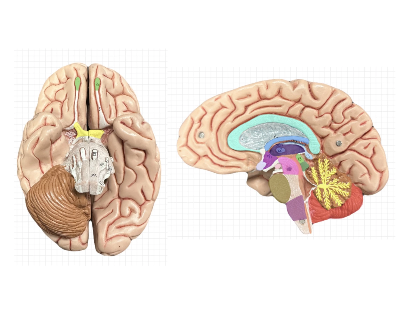Comp Print Telencephalon - Sagittal and Inferior View (COMP) — Printable Worksheet