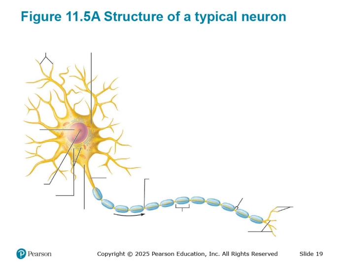 Figure 11.5A Structure of a typical neuron Quiz