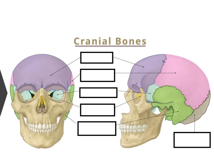 Cranial Bones Labeling Printable Worksheet