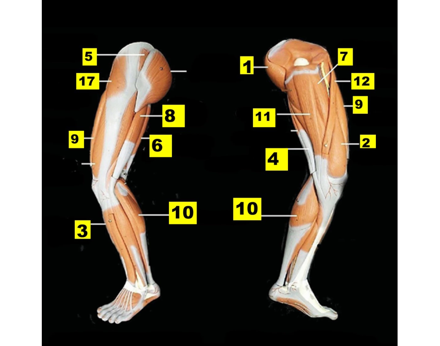 Leg muscles Quiz