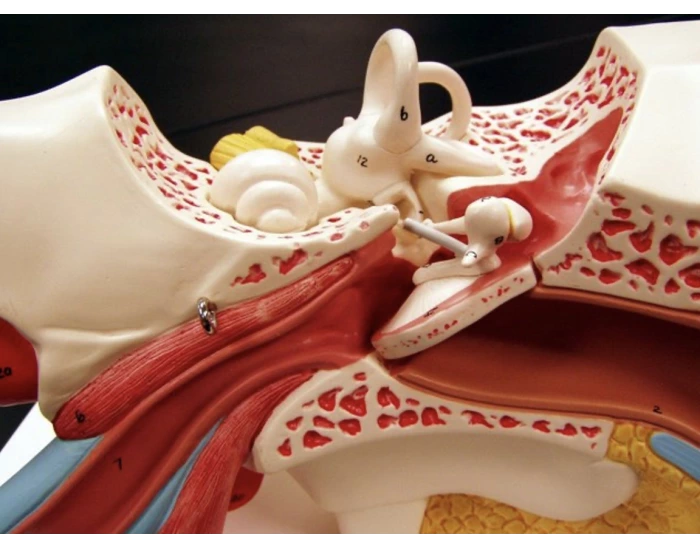 ear model anatomy Quiz