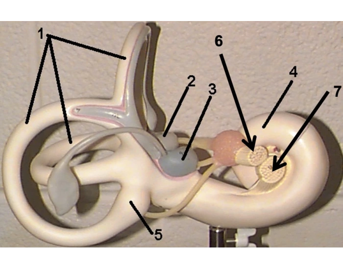 interior ear model anatomy Quiz