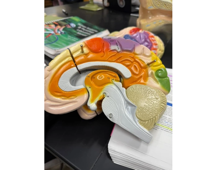 Brain Model Practice Practical #3 Quiz