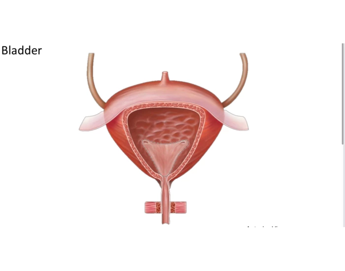 Bladder Game Bladder Quiz