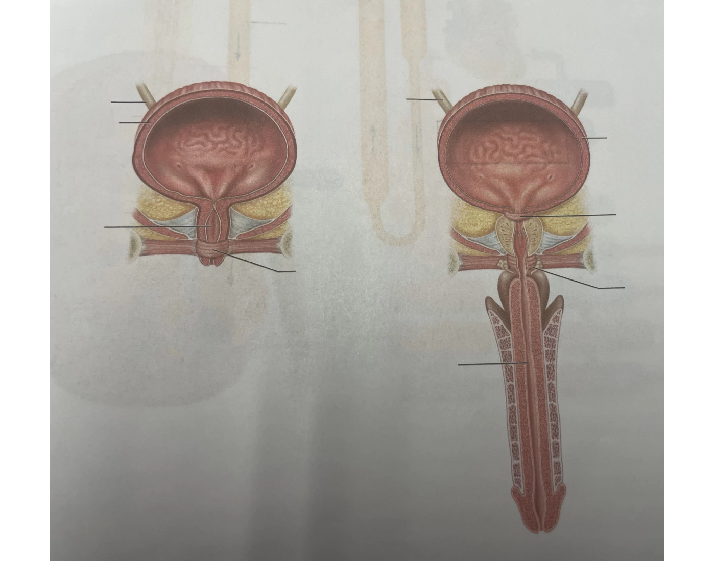 Bladder Game Urinary bladder and urethra male and female Quiz