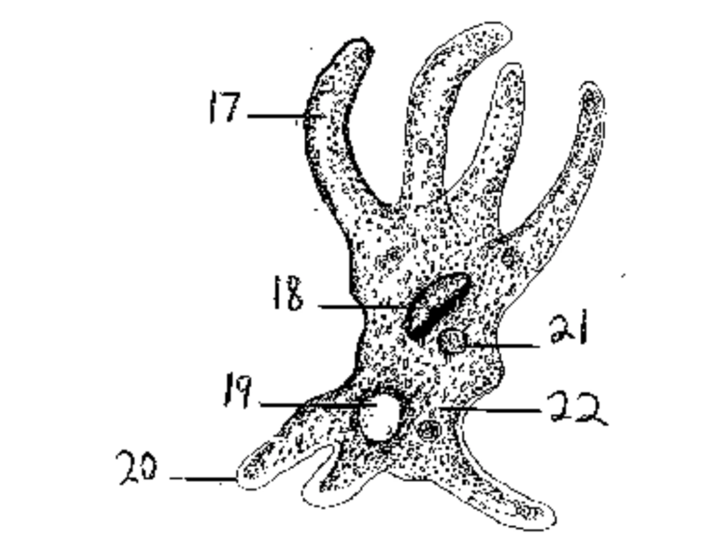 Label The Amoeba Printable Worksheet