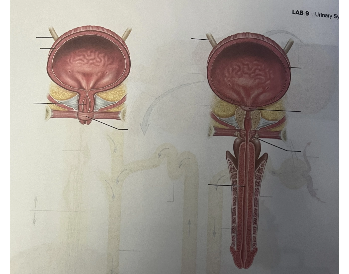Bladder Game Bladder Quiz