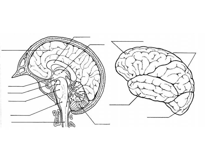 brain lobes diagram unlabeled