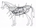 Digestive Tract of the Horse