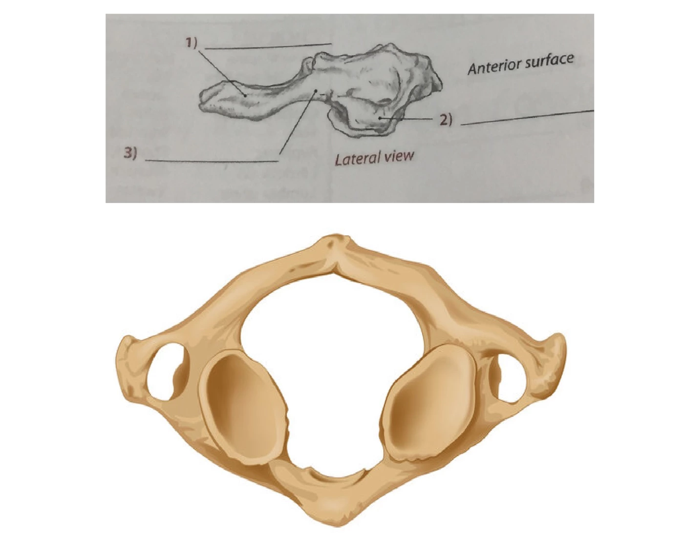 Normal Lateral Atlas Lateral & Superior Views of C1 (Atlas) Quiz